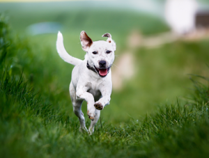 dog running on beautiful grass