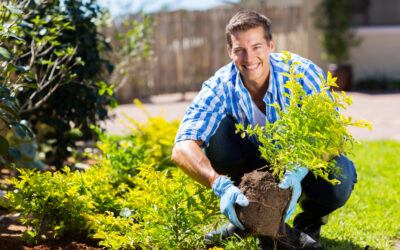 Save Time in Your Home Garden With Plant Installation